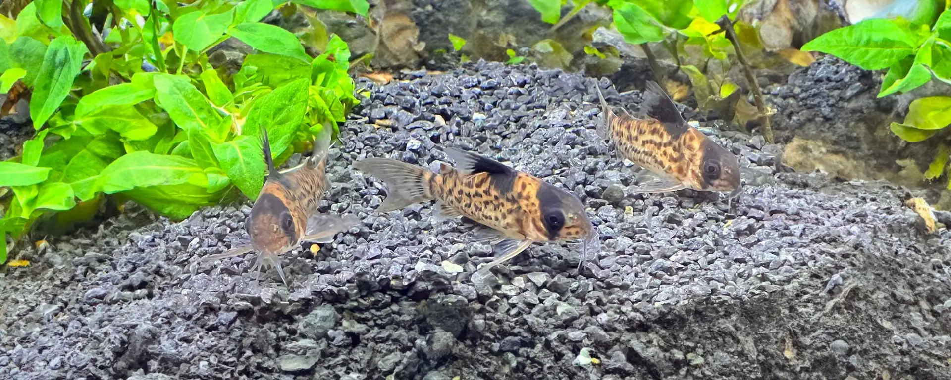 Corydoras cf. brevirostris