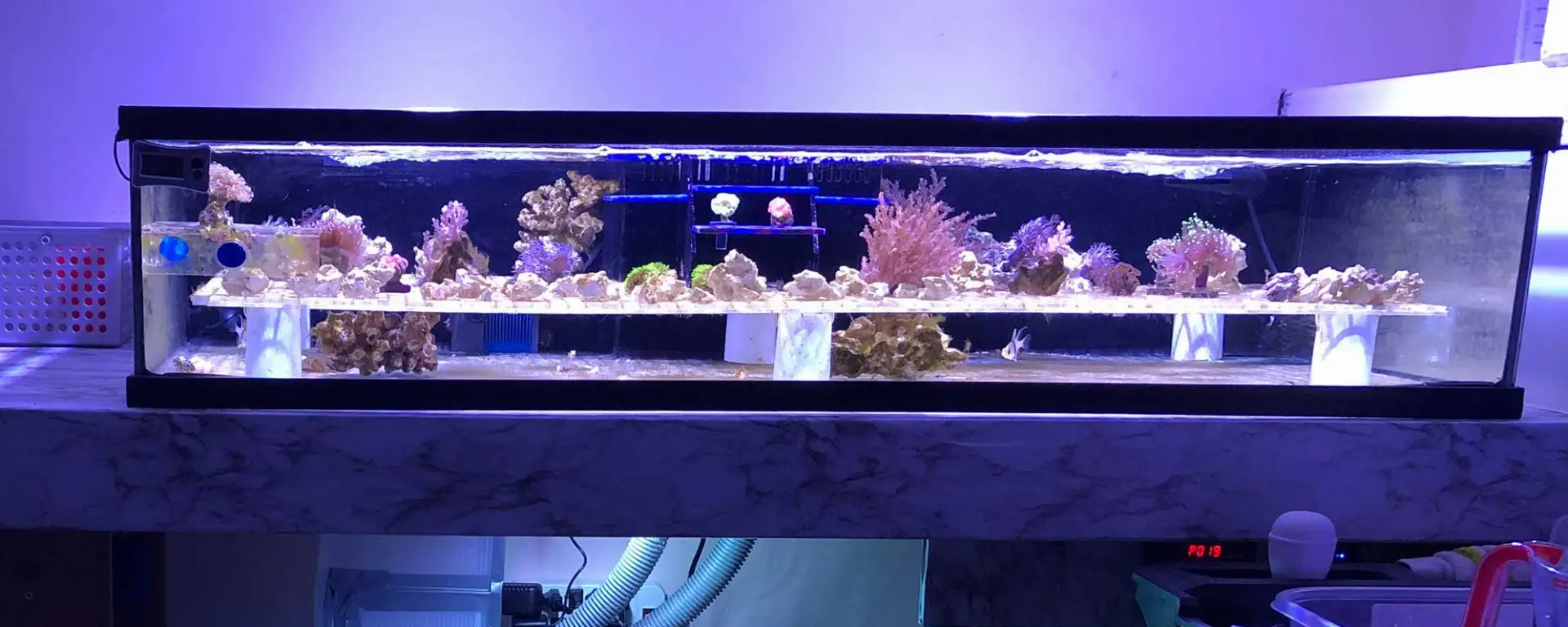 Fragging Corals: A Beginner’s Guide to Coral Propagation