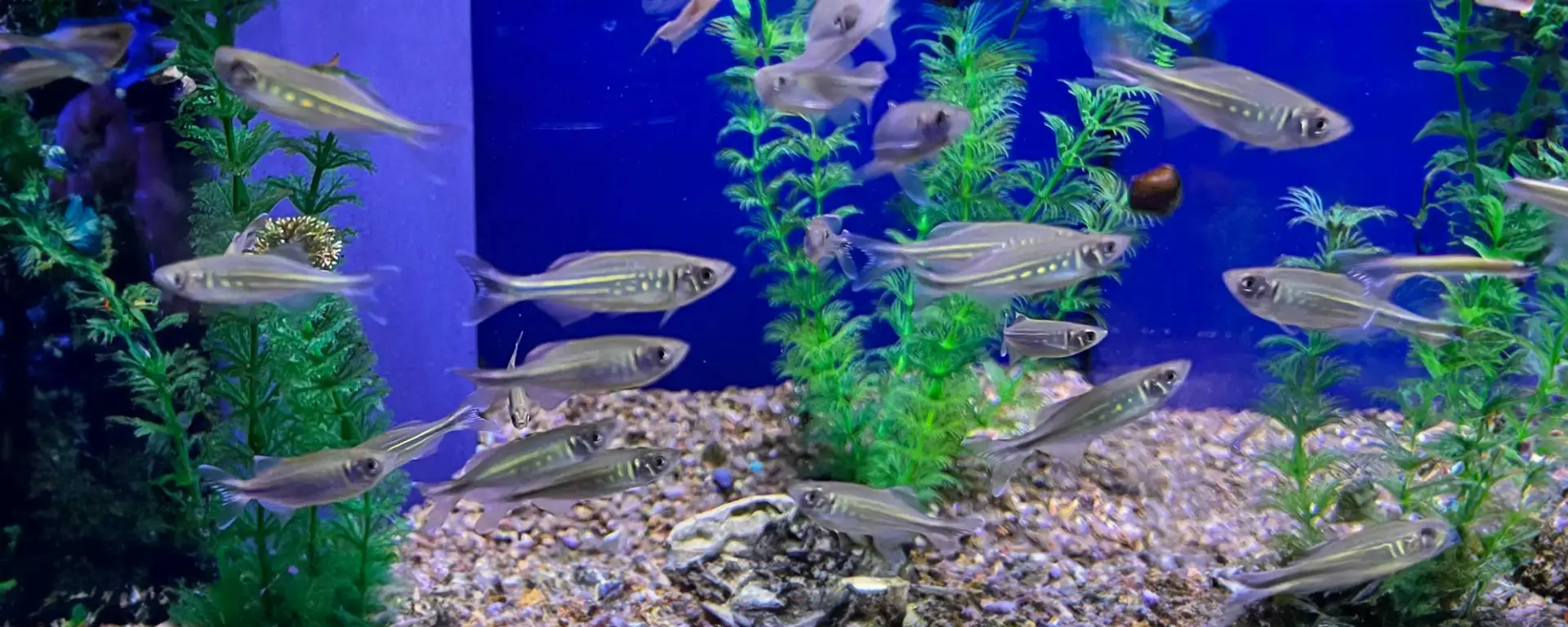 Giant Danios (Devario aequipinnatus)