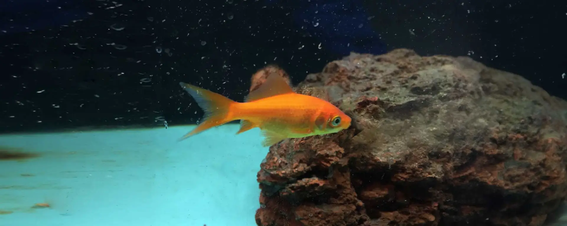 Goldfish (Carassius auratus)