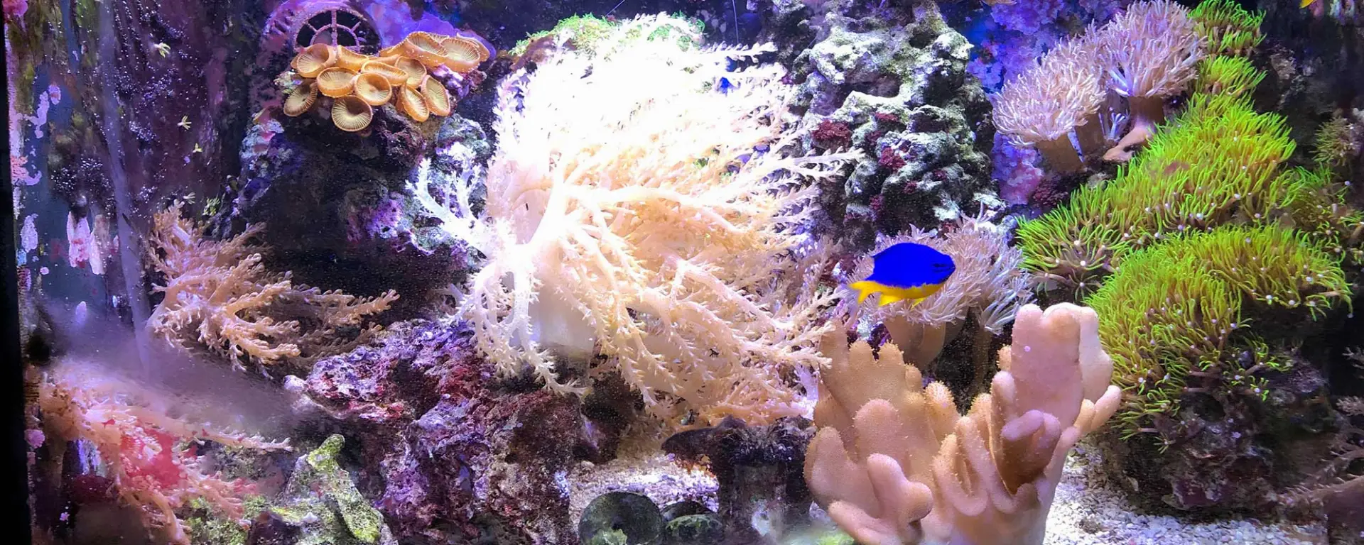 Unlocking the Marvels of Photosynthetic Feeding in Corals