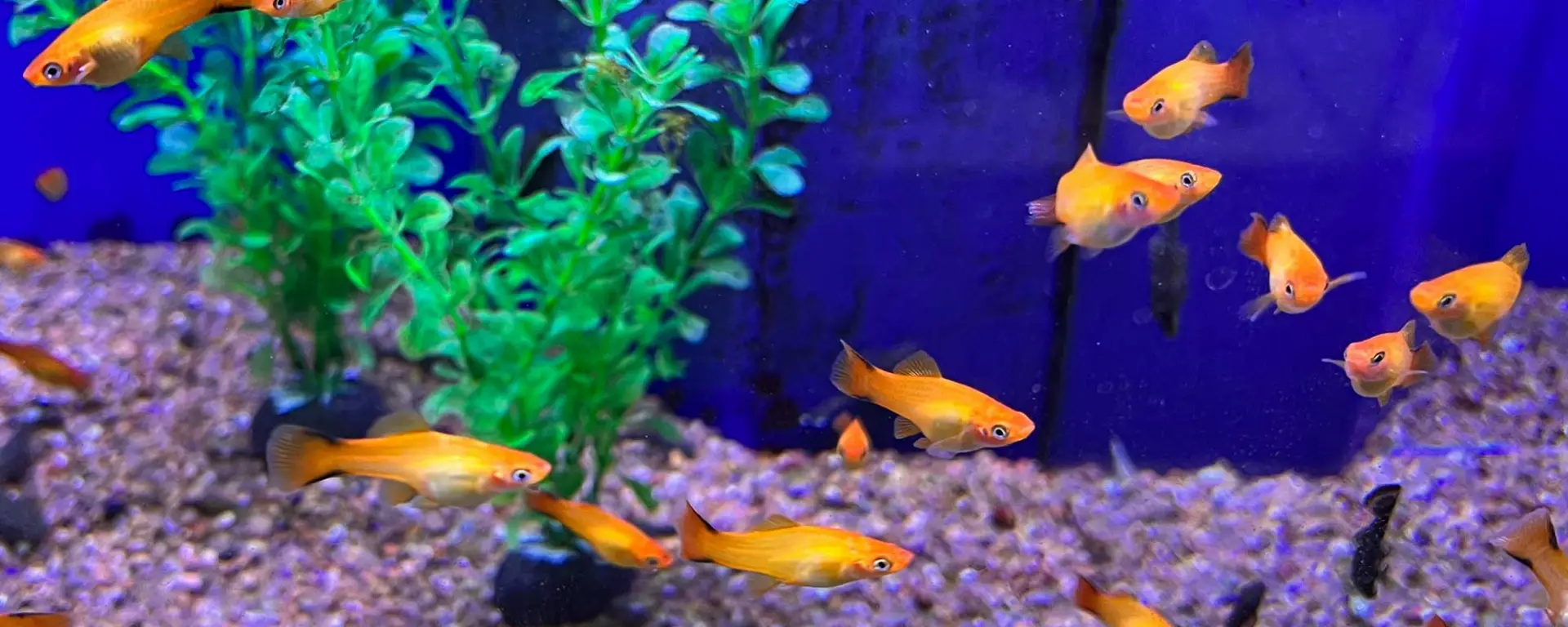 Sunset Platies (Xiphophorus maculatus)