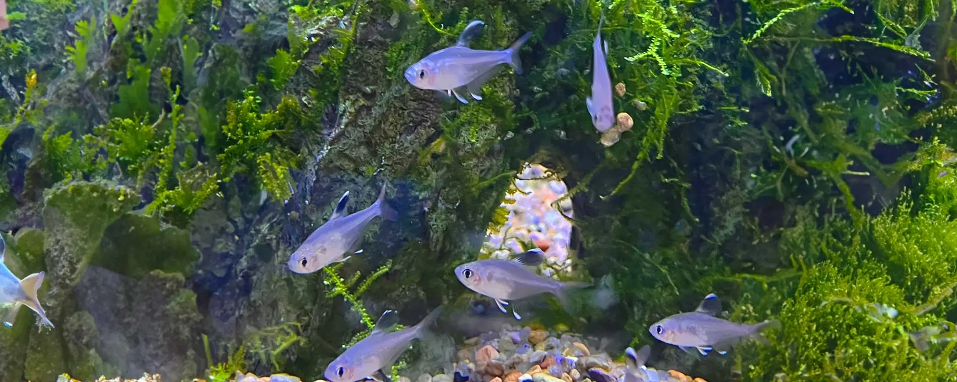X-ray Tetra (Pristella maxillaris)