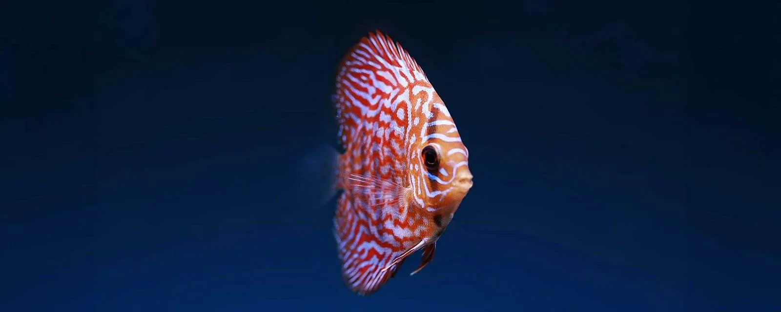 Checkerboard Red Panda Discus is Symphysodon sp.