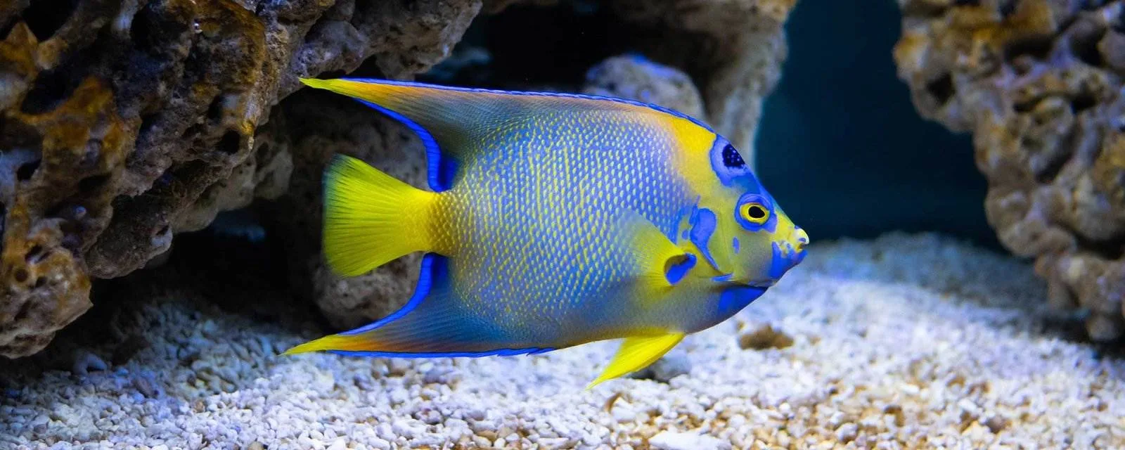 Queen Angelfish (Holacanthus ciliaris)
