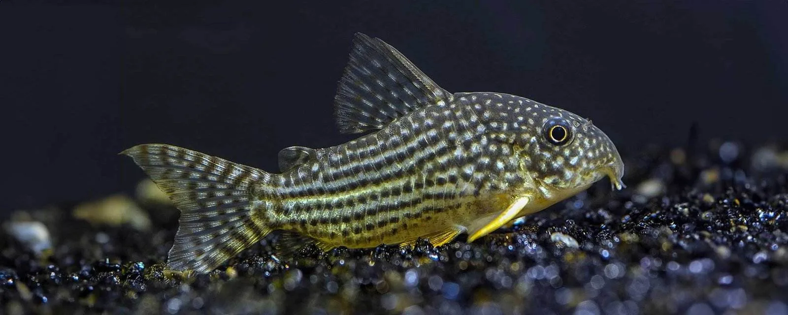 Corydoras sterbai