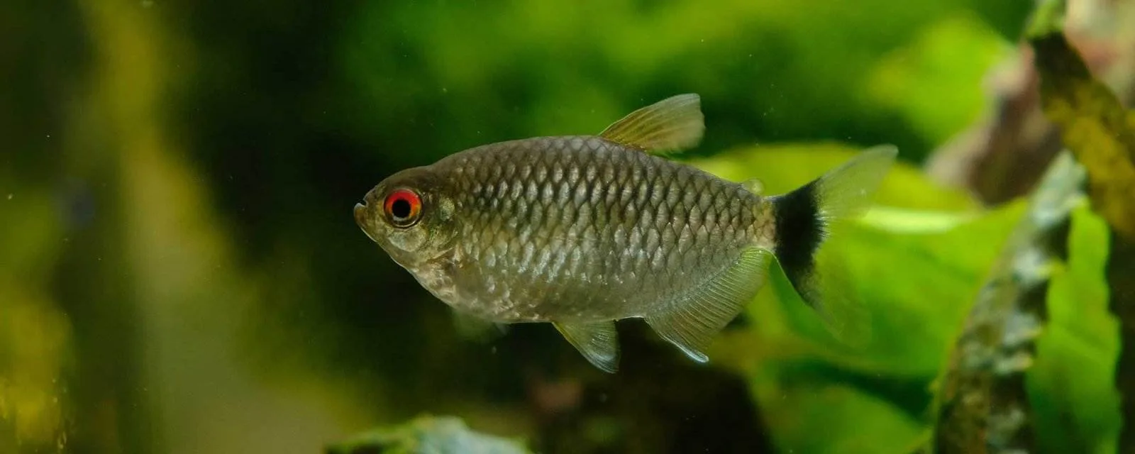 Redeye Tetra (Moenkhausia sanctaefilomenae)