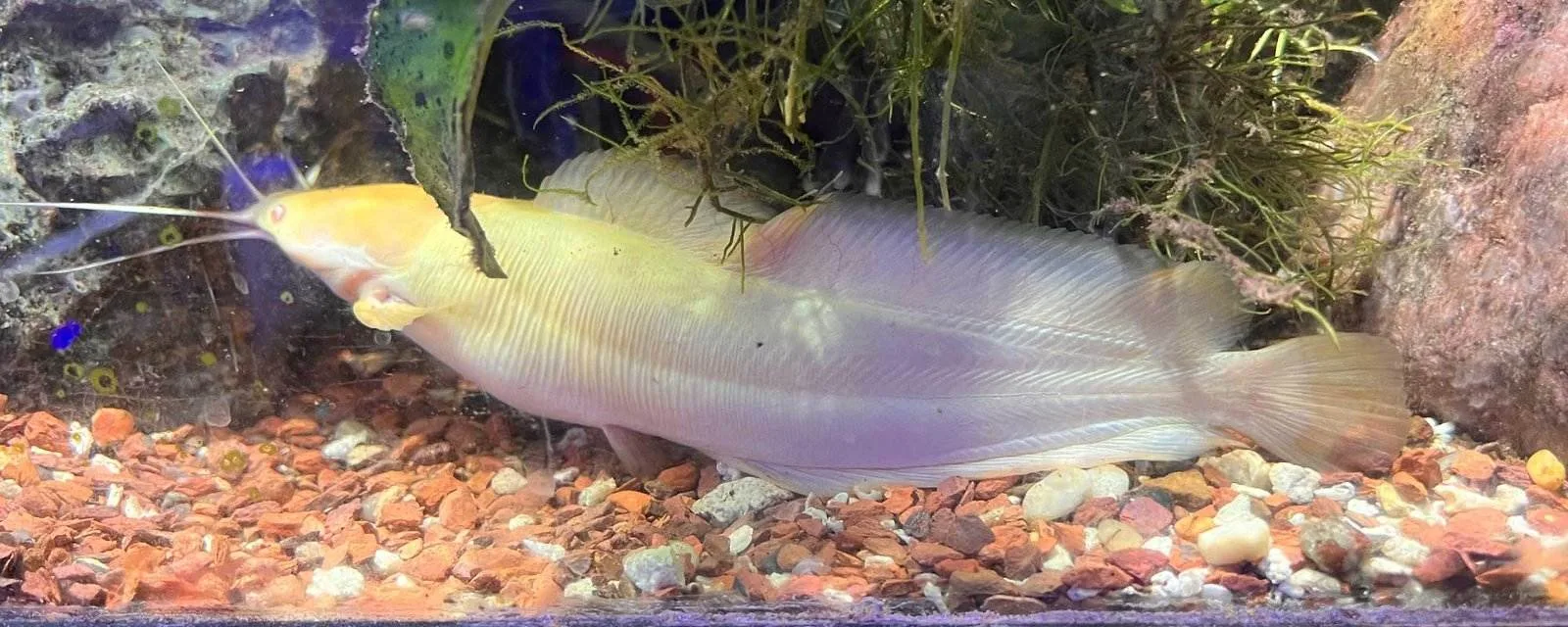 Clarias batrachus albino