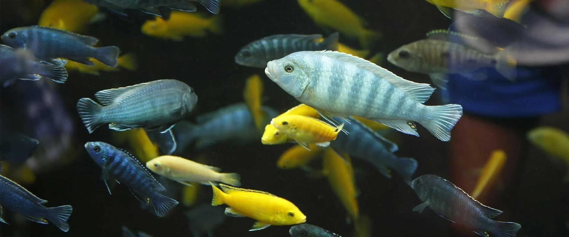 Mbuna Cichlids: A Comprehensive Guide to the Vibrant Zebra Mbuna