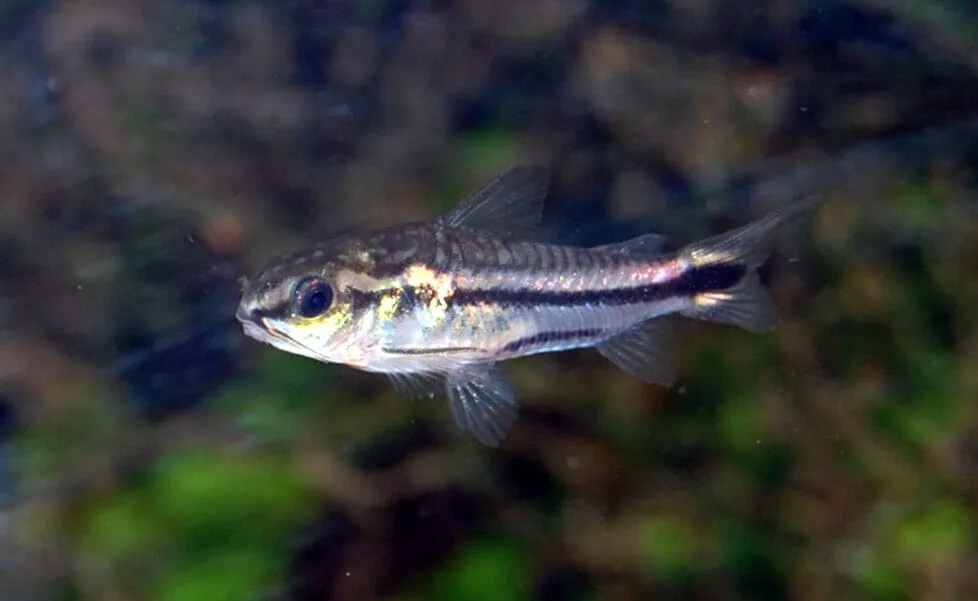 Corydoras Pygmaeus (Corydoras pygmaeus)