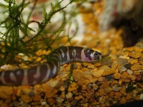 Kuhli Loach (Pangio kuhlii)