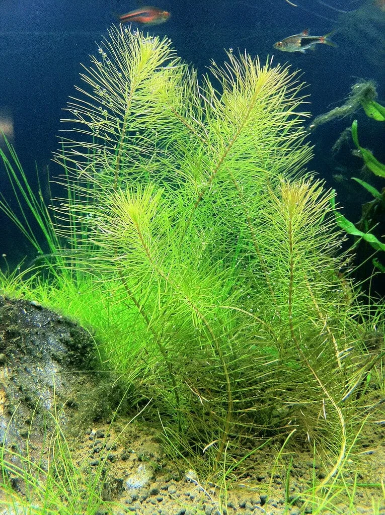 Rotala Wallichii in Freshwater Aquariums: A Complete Care and Aquascaping Guide