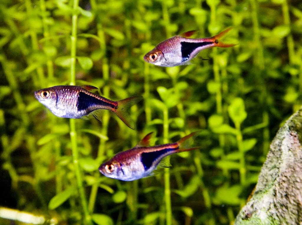 Harlequin Rasbora (Trigonostigma heteromorpha)