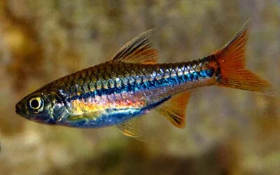 Sarawak Rasbora (Rasbora sarawakensis)
