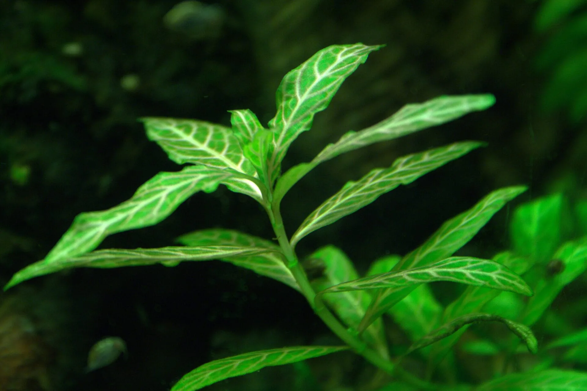 Hygrophila Polysperma: A Fast-Growing Favorite for Freshwater Aquariums