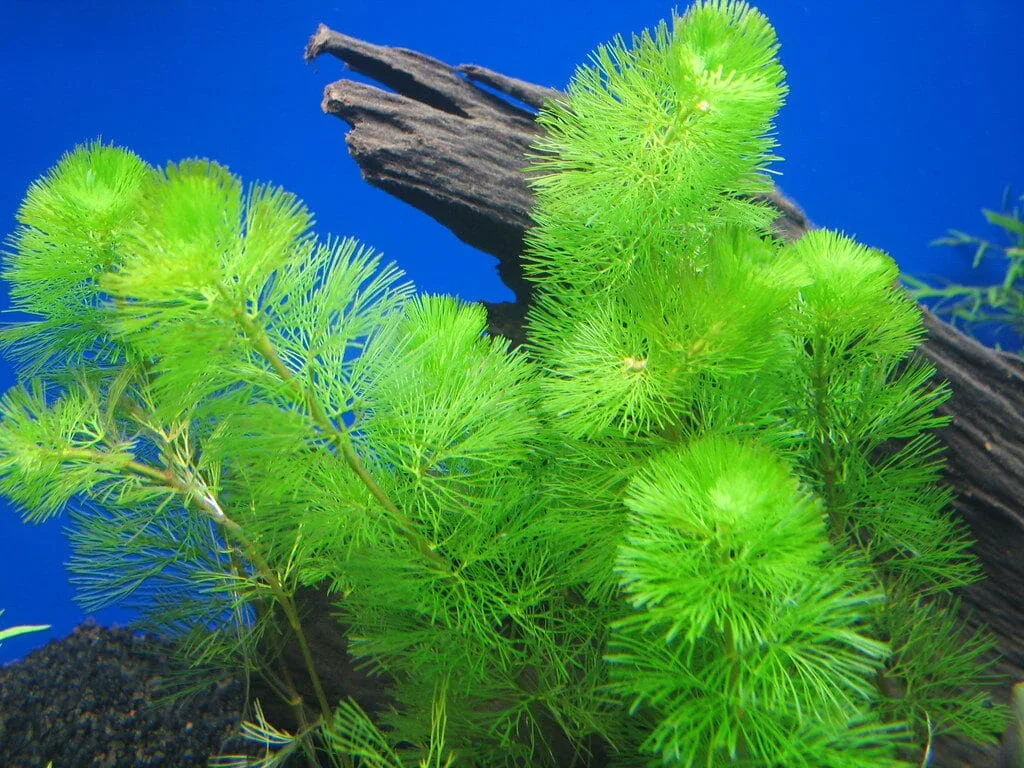 The Ultimate Guide to Cabomba in Freshwater Aquariums: Care, Aquascaping, and Tips for Success