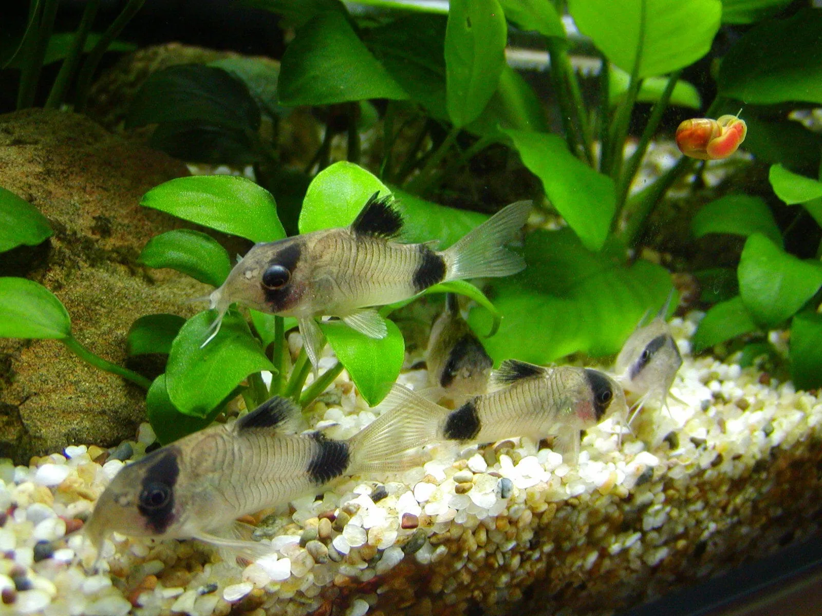Panda Cory (Corydoras panda)