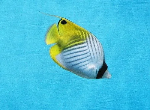 Threadfin Butterflyfish (Chaetodon auriga)