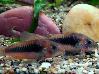 Bronze Corydoras (Corydoras aeneus)