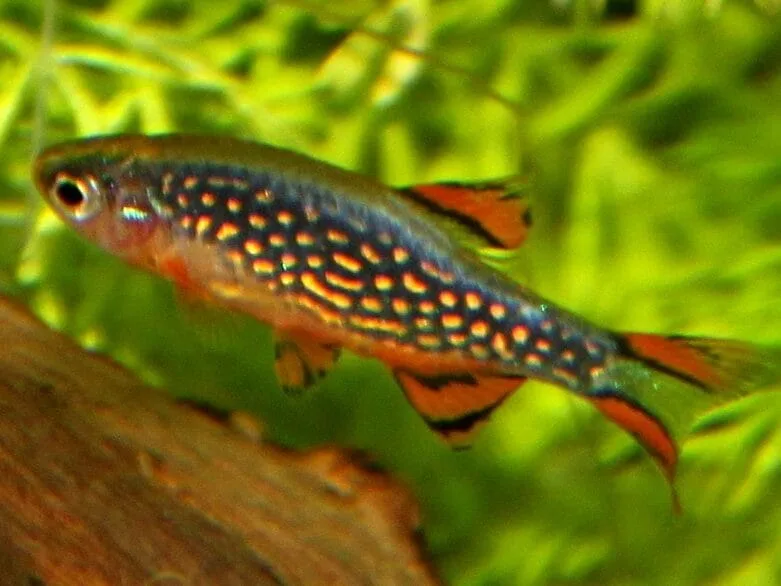 Celestial Pearl Danio (Danio margaritatus)