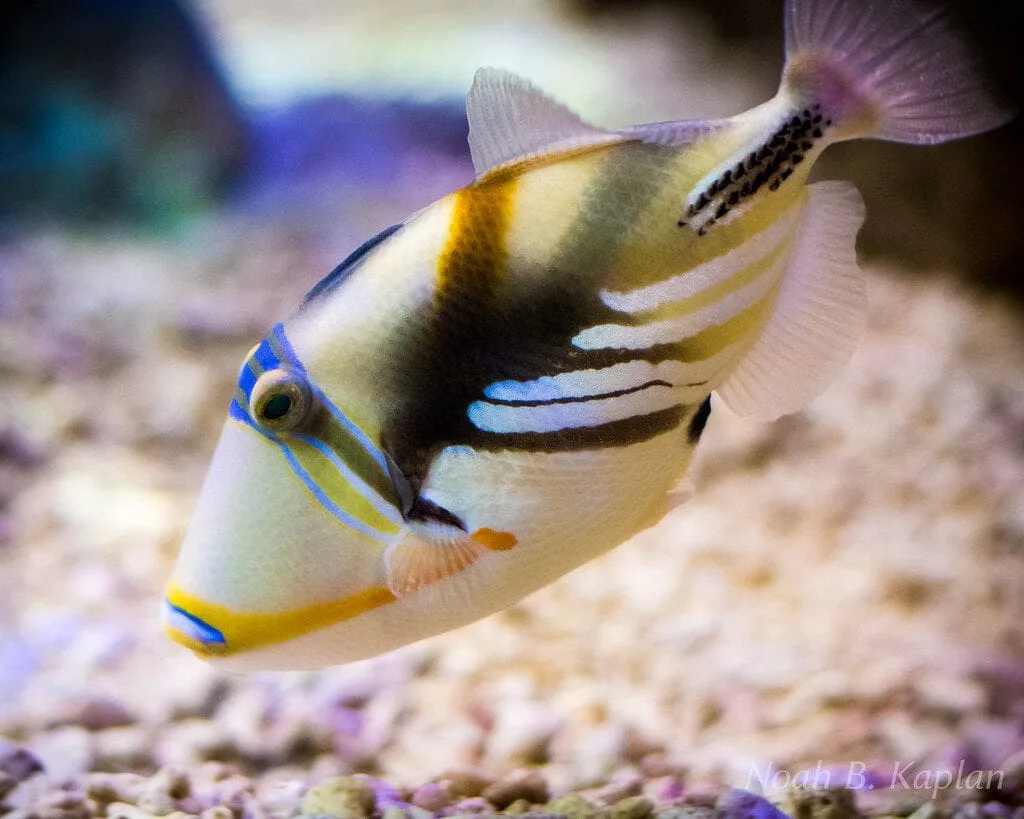 Picasso Triggerfish (Rhinecanthus aculeatus)