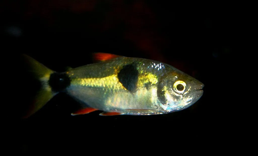 Bucktooth Tetra (Exodon paradoxus)