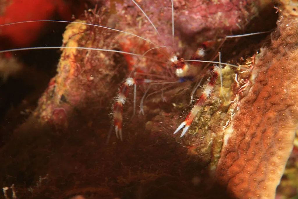 Barber Pole Shrimp (Stenopus hispidus)