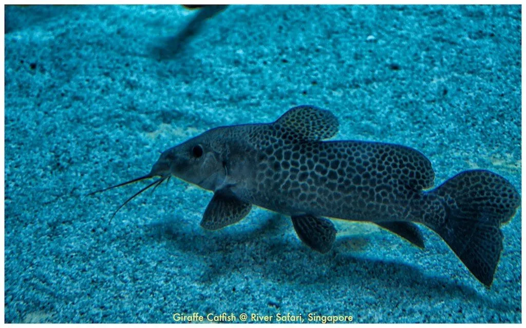 Giraffe Catfish (Auchenoglanis occidentalis)