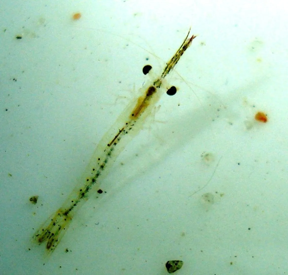 The Benefits of Feeding Frozen Mysis Shrimp to Aquarium Fish