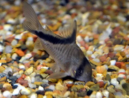 False Bandit Corydoras (Corydoras melini)