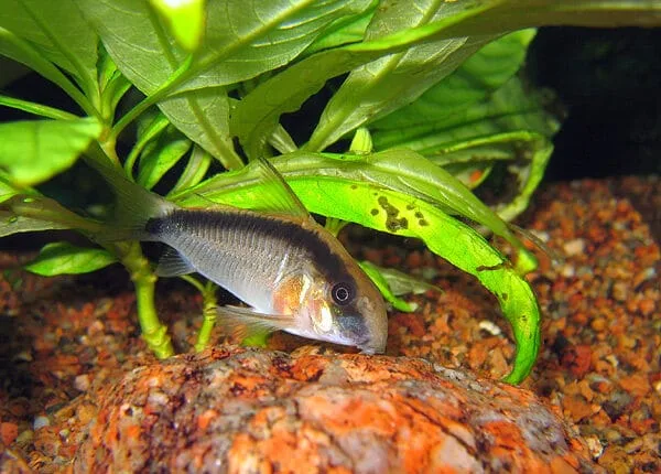 Skunk Corydoras (Corydoras arcuatus)