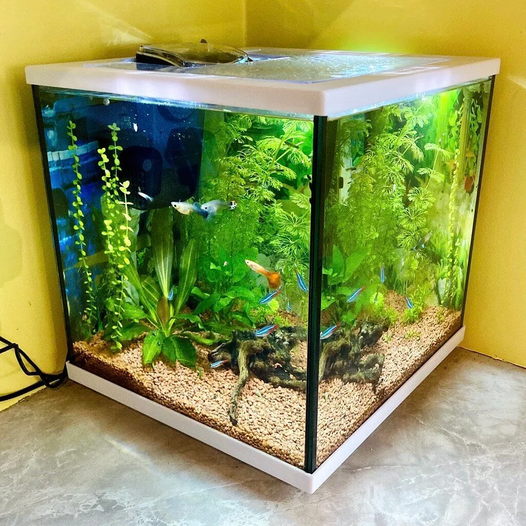 How to Set Up a New Aquarium Step-by-Step for Beginners