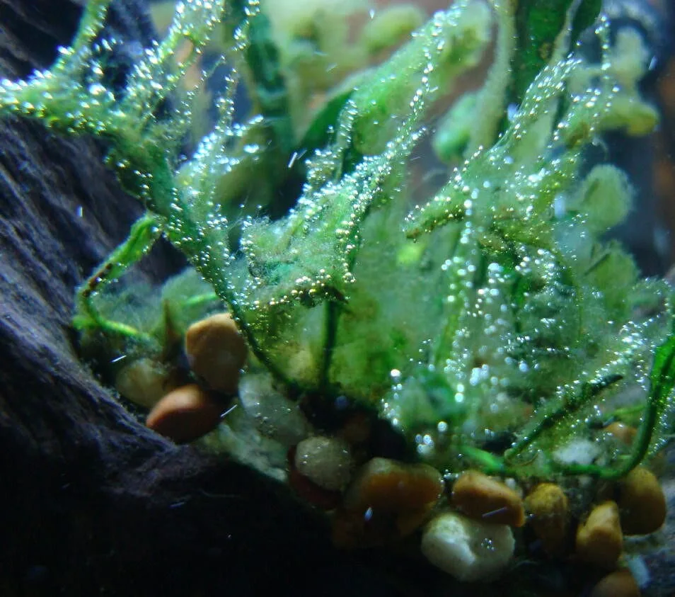 How to Control Algae Growth in Your Aquarium Naturally
