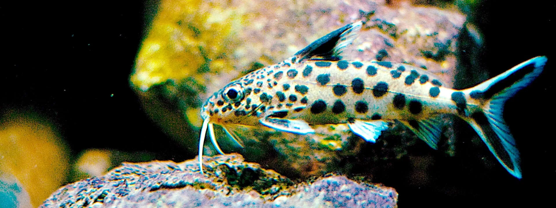 Cuckoo Catfish (Synodontis multipunctatus)