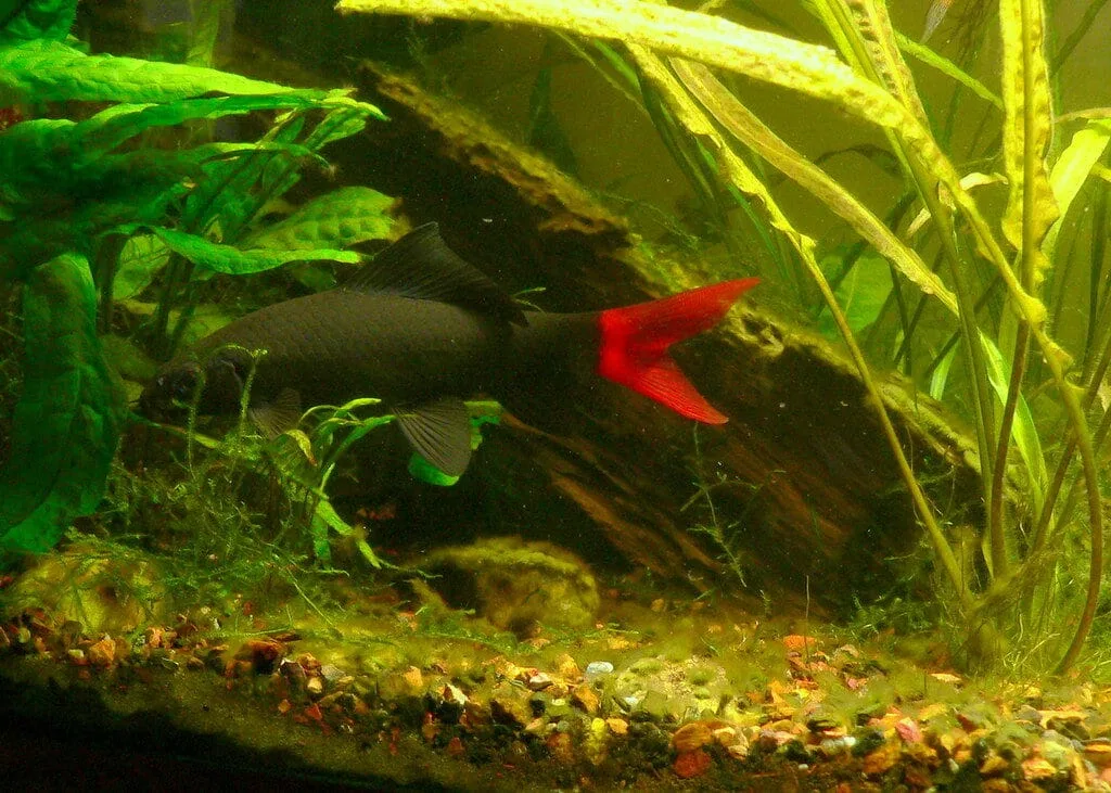Red-tailed Black Shark (Epalzeorhynchos bicolor)