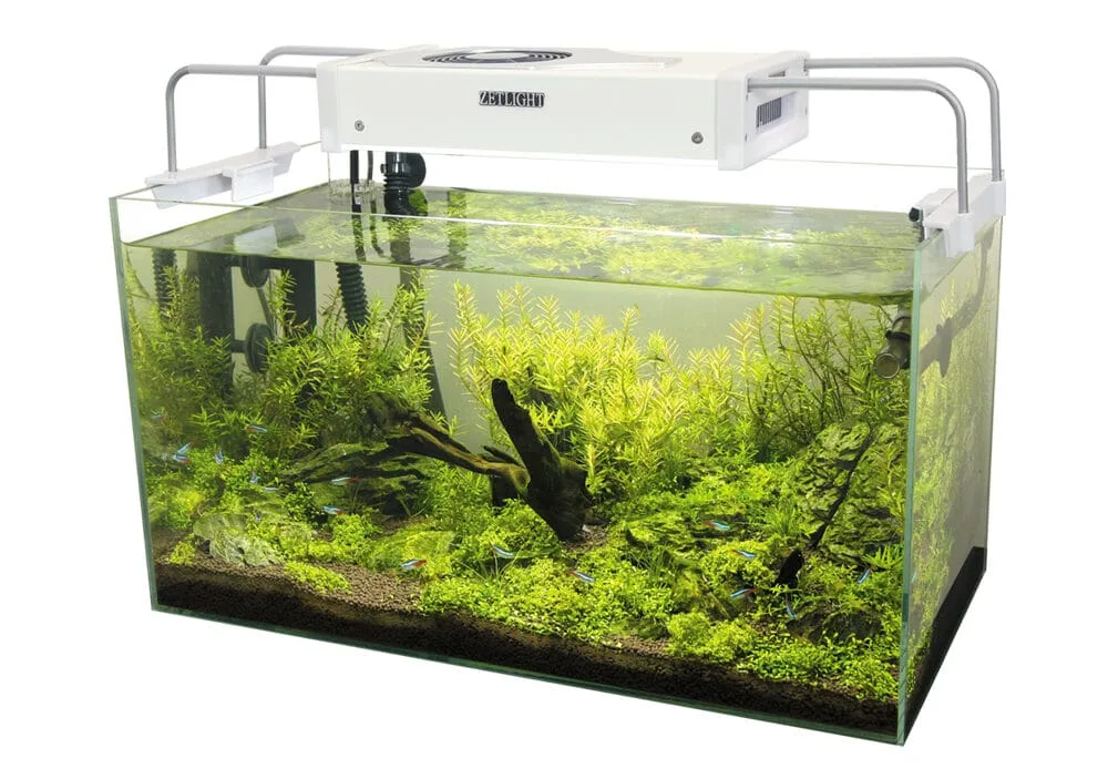 The Importance of Aquarium Lighting for Fish and Plants