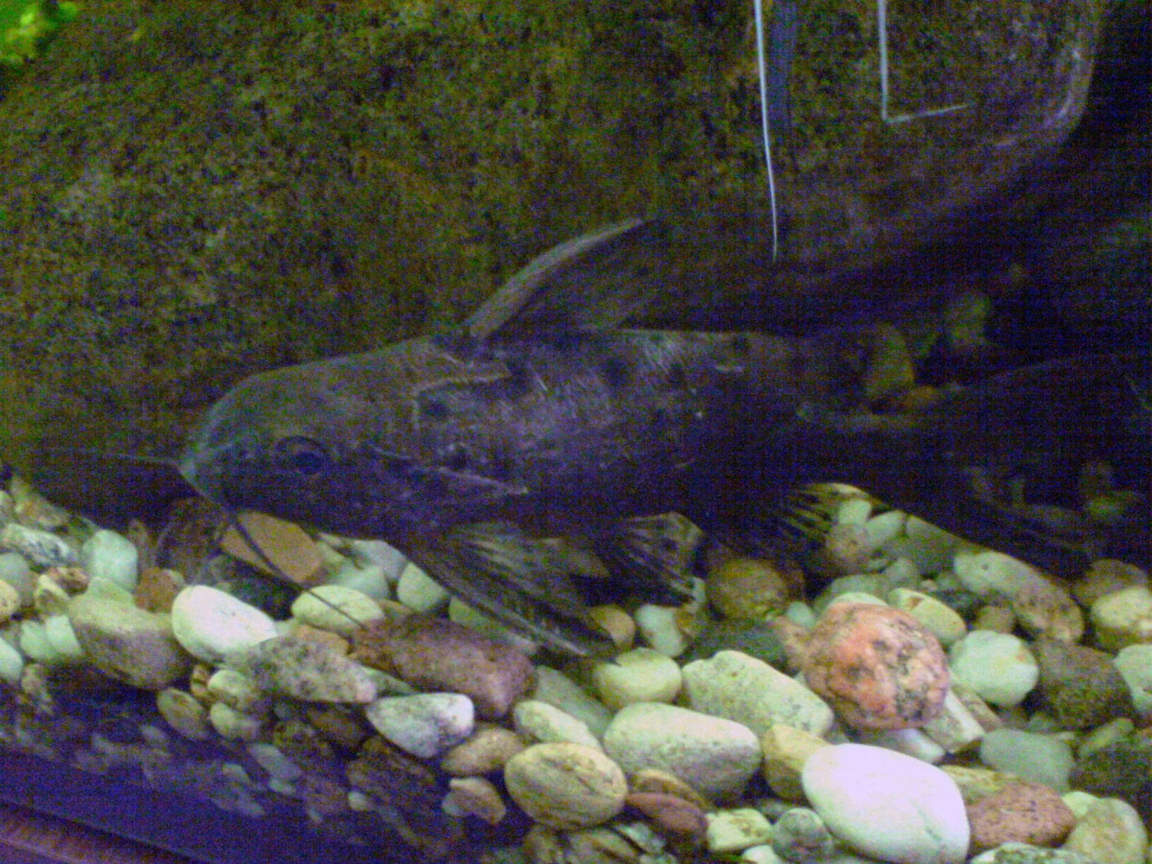 Ocellated Synodontis Catfish (Synodontis ocellifer)
