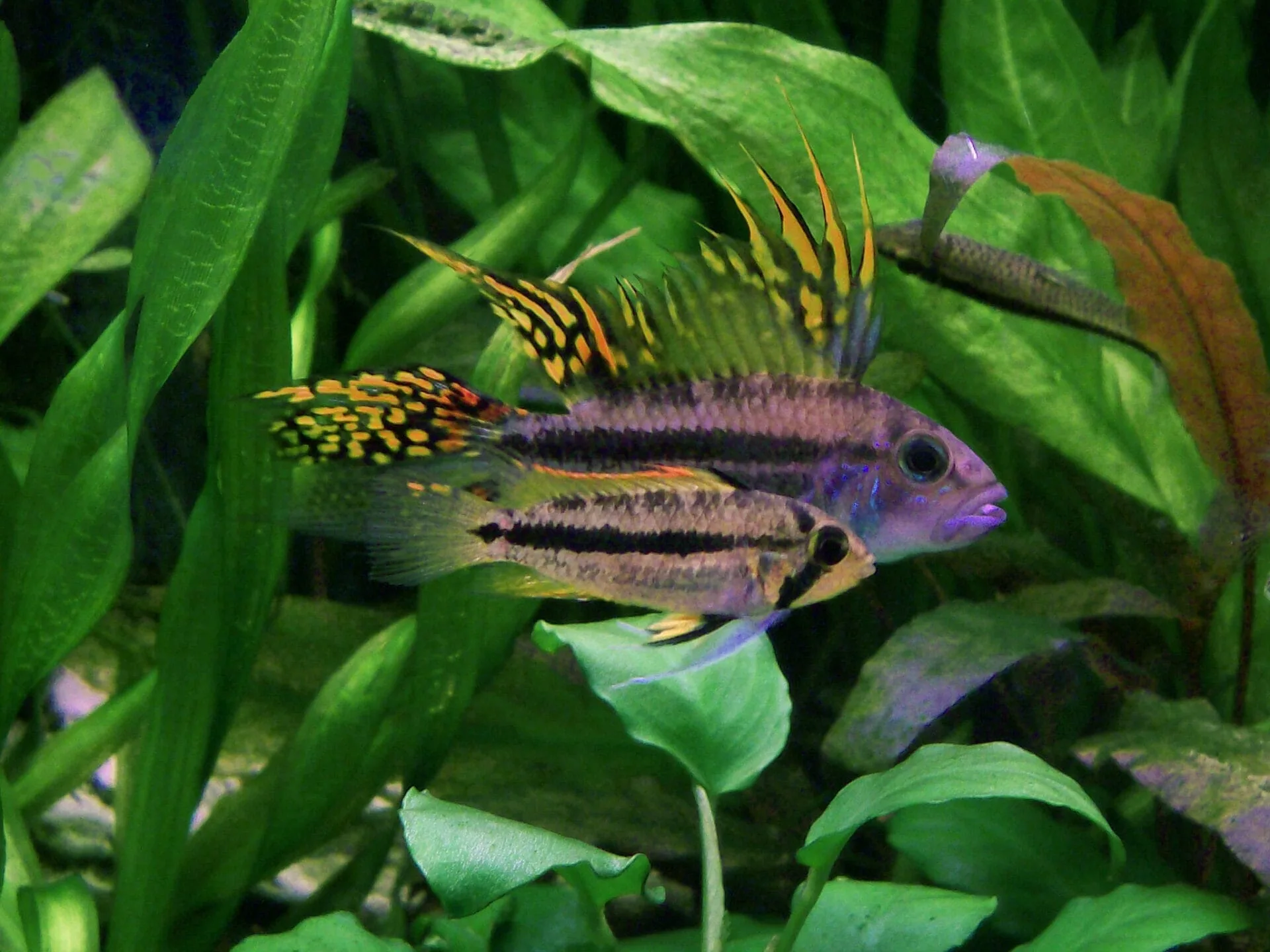 Cockatoo Dwarf Cichlid (Apistogramma cacatuoides)