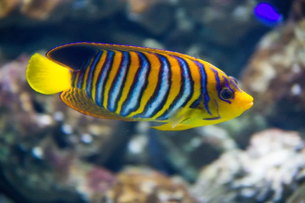Regal Angelfish (Pygoplites diacanthus)
