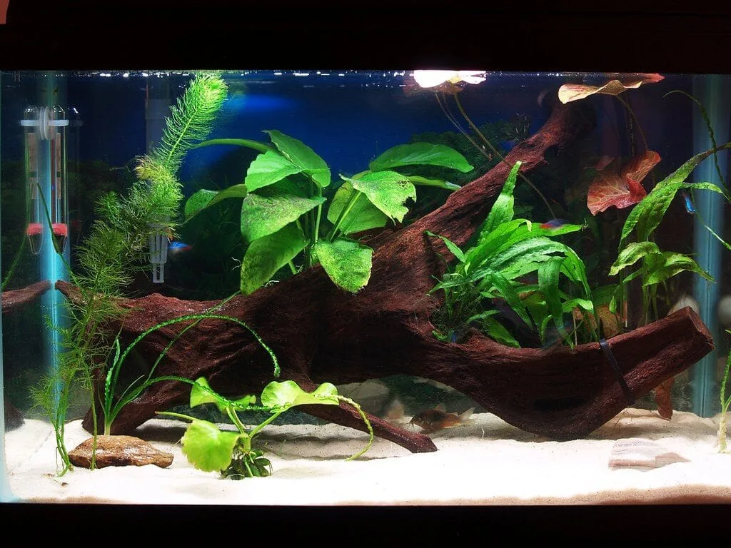 Top 10 Mistakes New Aquarium Owners Make and How to Avoid Them