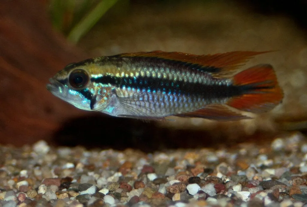 Agassiz’s Dwarf Cichlid (Apistogramma agassizii)