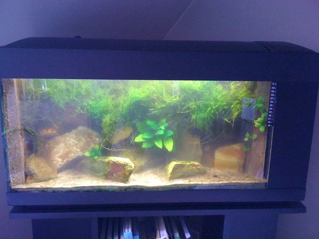 How to Keep Crystal-Clear Water in Your Aquarium