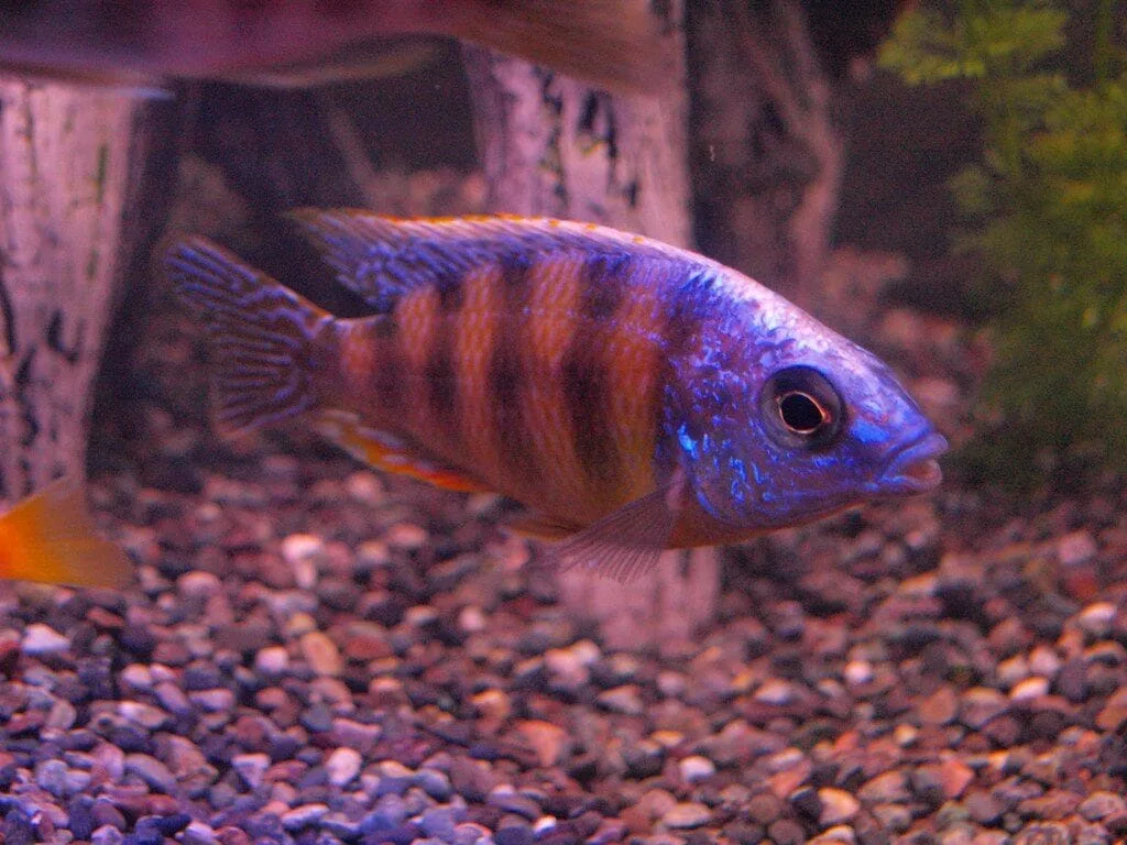 Taiwanese Cichlid (Cichlasoma severum “Steveni Taiwanese”)