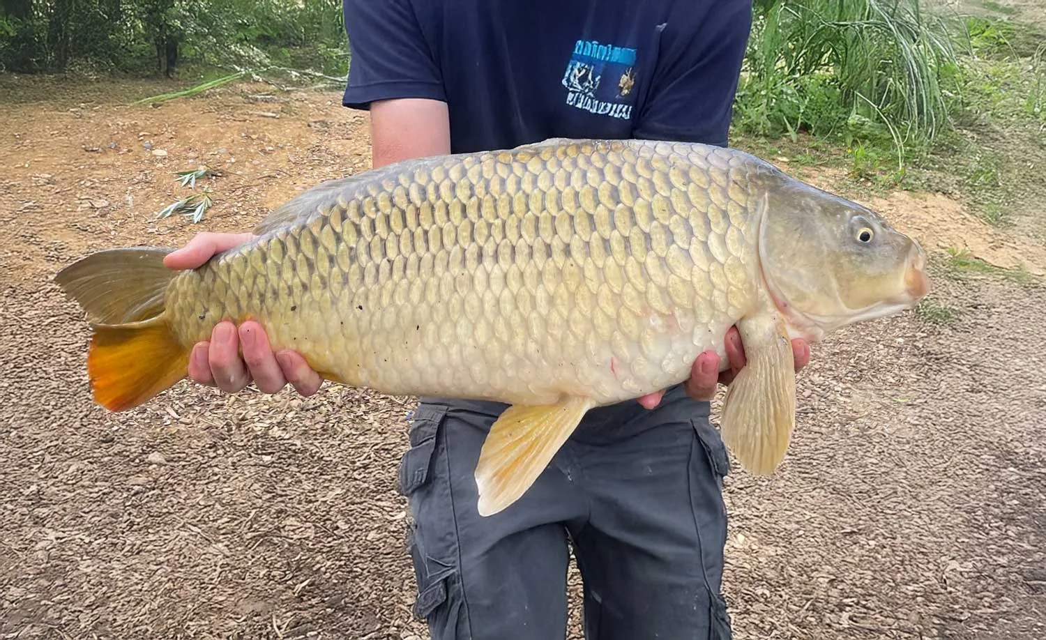 Common Carp (Cyprinus carpio)
