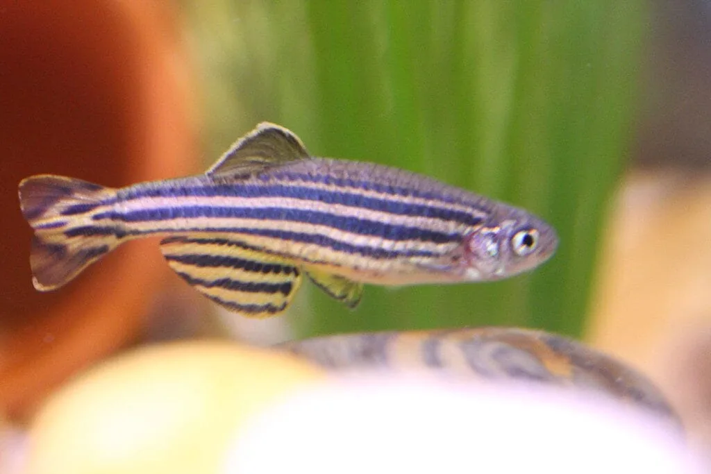 Zebra Danio (Danio rerio)