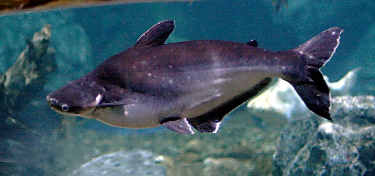 Iridescent Shark Catfish