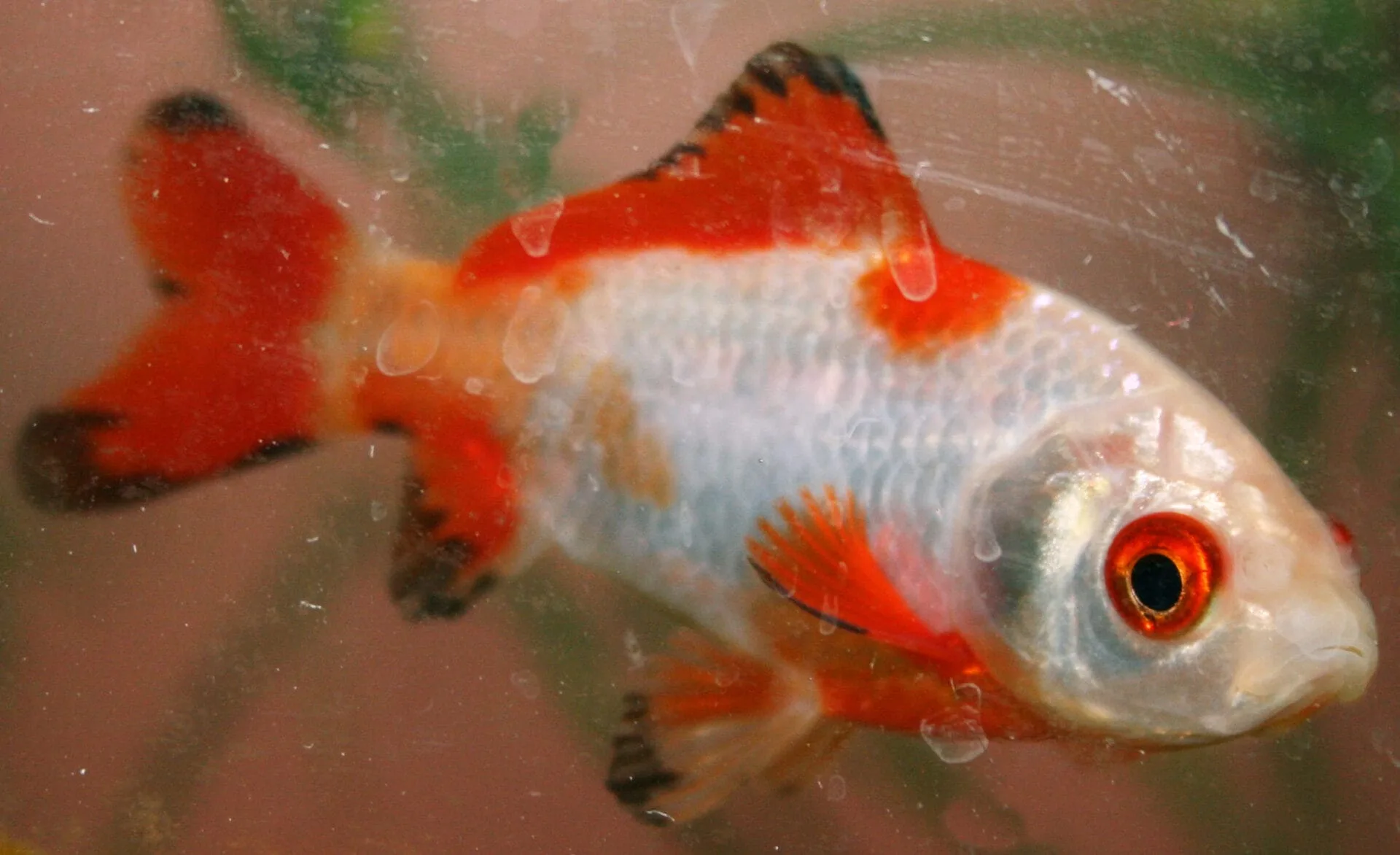 Sarasa Comet Goldfish