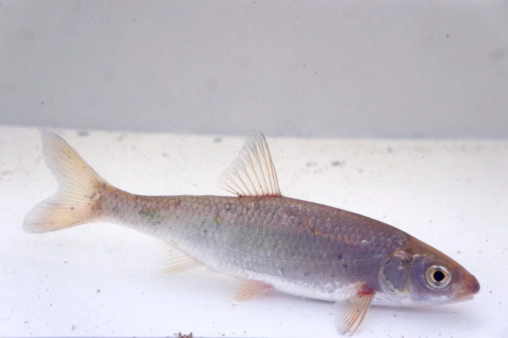 Dace