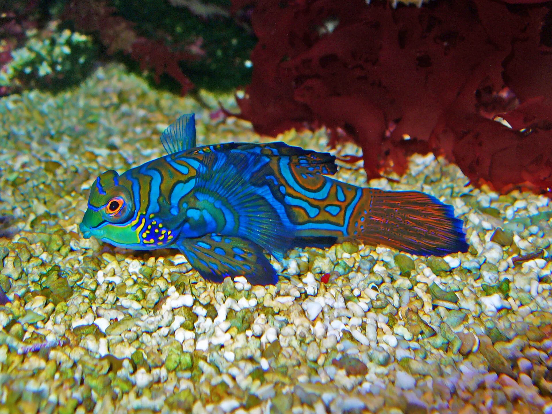 Mandarin Dragonet