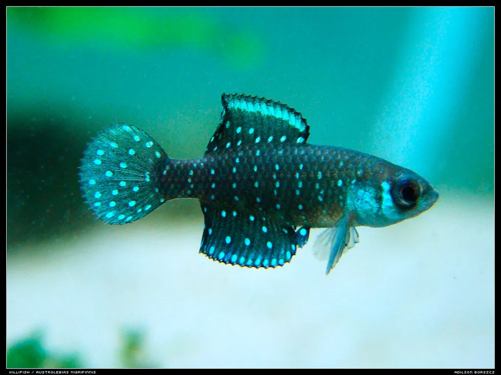 Austrolebias nigripinnis